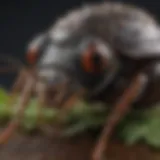 A close-up view of common pests found in Hatfield