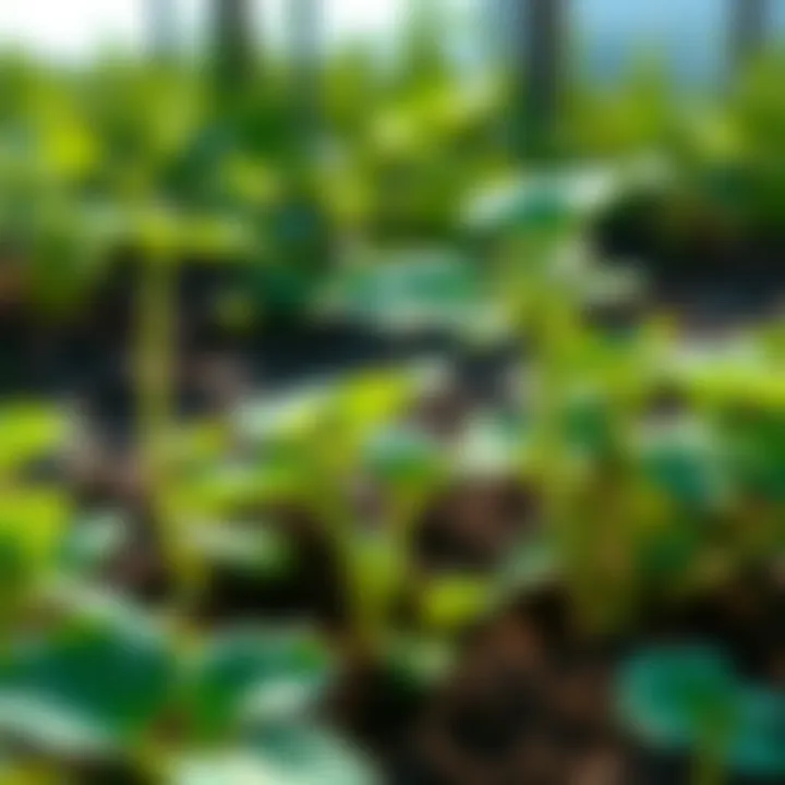 Healthy plants thriving after pest management.