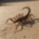 Close-up of a scorpion on a surface