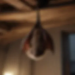 A bat hanging upside down in a dark corner of an attic.