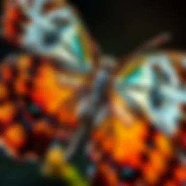 Close-up of a vibrant butterfly with intricate patterns