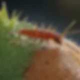 Close-up of springtails on a leaf