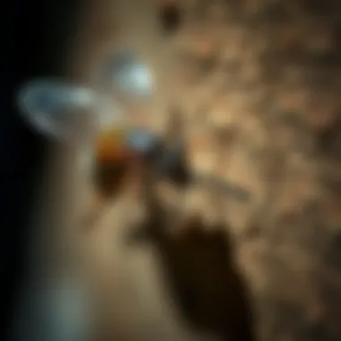 Identification methods for pests