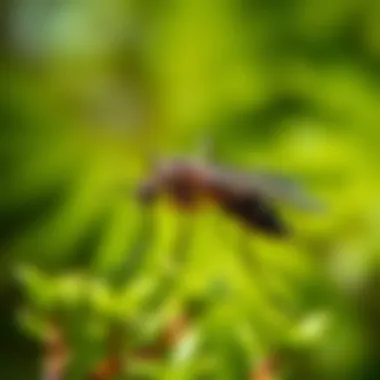 Visual representation of eco-friendly mosquito control methods