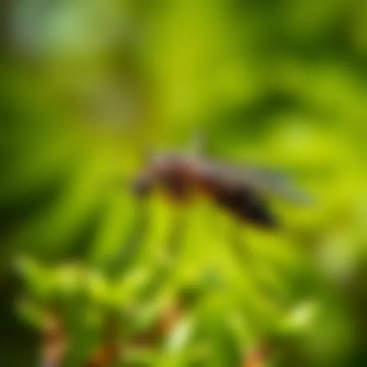 Visual representation of eco-friendly mosquito control methods