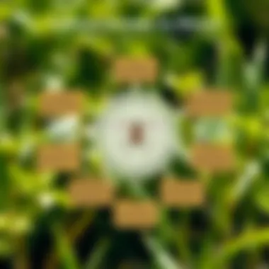 Diagram showcasing traditional mosquito control strategies