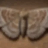 A close-up of a moth resting on a household surface, showcasing its unique wing patterns.