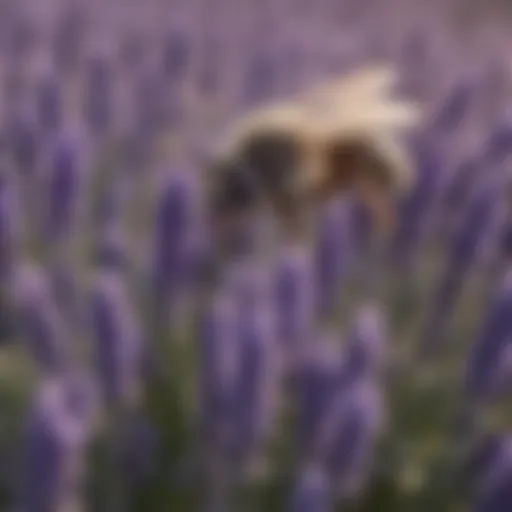 A close-up of lavender flowers known for their flea-repellent properties.