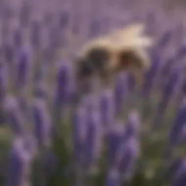 Lavender: A Natural Flea Deterrent A close-up of lavender flowers known for their flea-repellent properties.