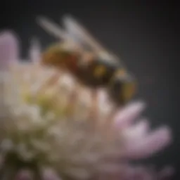 Close-up view of a wasp on a flower, showcasing its distinct features and coloration.