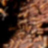 Close-up view of a termite infestation in wood