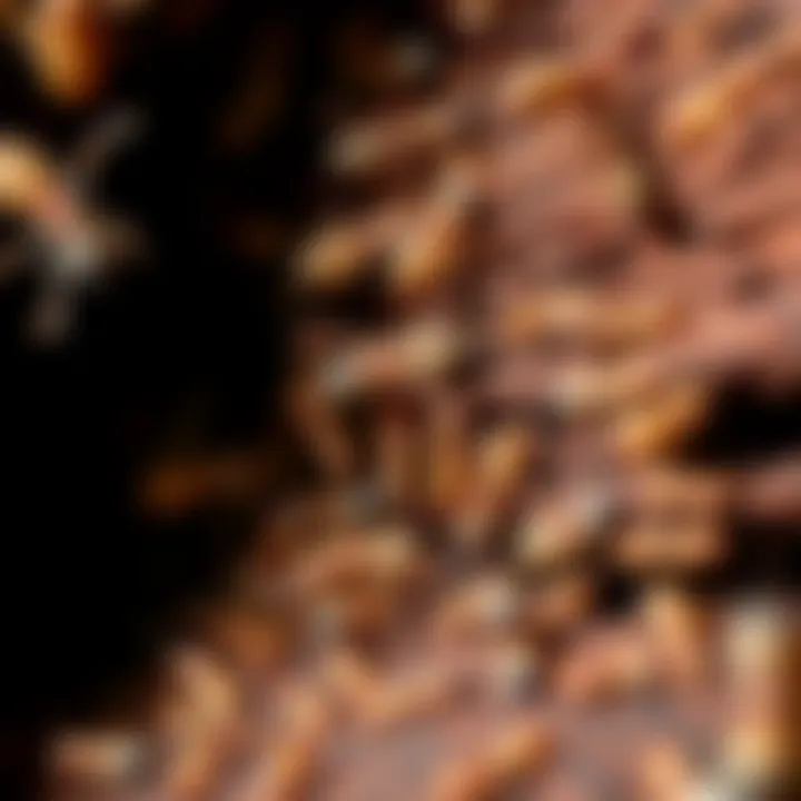 Close-up view of a termite infestation in wood