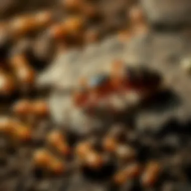 Visual representation of termite prevention methods