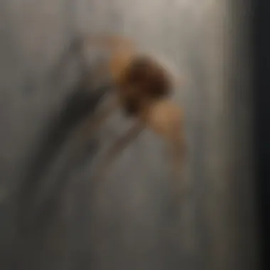 Close-up of spider poison application in a corner