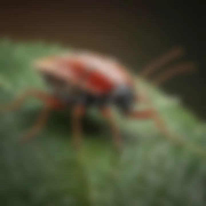 Close-up of an Orkin bug on a leaf