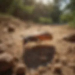 Detailed overview of Orkin termite control services