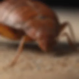 Close-up view of a bed bug in its habitat