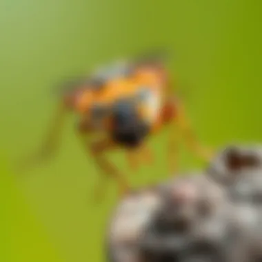 Common pests found in Cottage Grove, MN