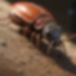 Common pests found in Santa Cruz