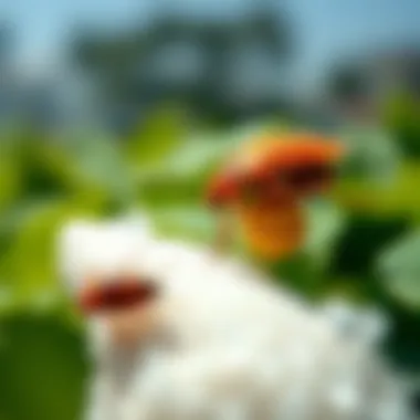 Comparison of pest control methods.