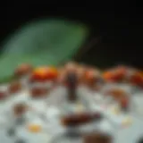 A variety of common pests found in Pinellas County