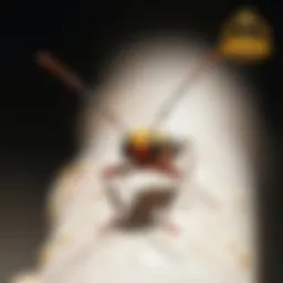 A close-up of a common pest found in Traverse City