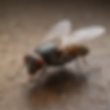 Chart showing phorid fly life cycle