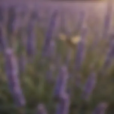 Lavender field, showcasing its beauty and wasp-repelling properties