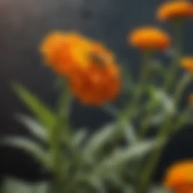 Close-up of a marigold flower, a natural wasp deterrent