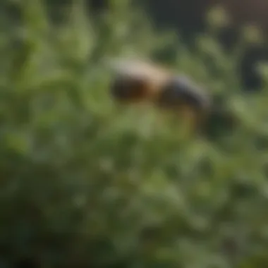 Thyme growing in a garden, highlighting its uses in pest management