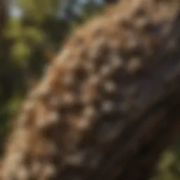Close-up of a wasp nest on a tree branch