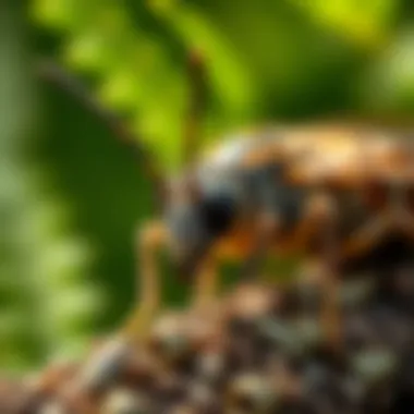 Quality Pest Management: Strategies for Effective Control Summary