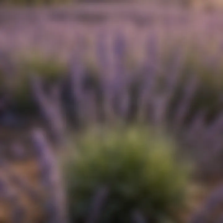 Close-up of lavender plants known for their bug-repelling scent