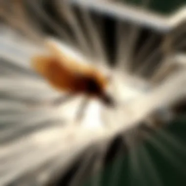 Sonic Web Biting Insect Control: An In-Depth Exploration Summary Sonic Web Biting Insect Control: An In-Depth Exploration Summary