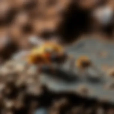 Common pests and effective solutions