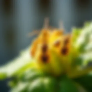 Close-up of squash bugs on a plant.