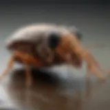 Common household pests found in Iowa City