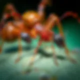 Diverse Ant Species for Identification A close-up of different ant species for identification
