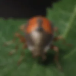 Close-up view of stink bug on a leaf