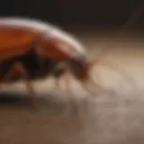 Cockroach behavior in response to environmental factors