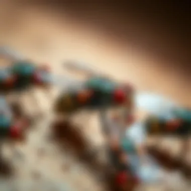 Close-up view of box flies on a surface