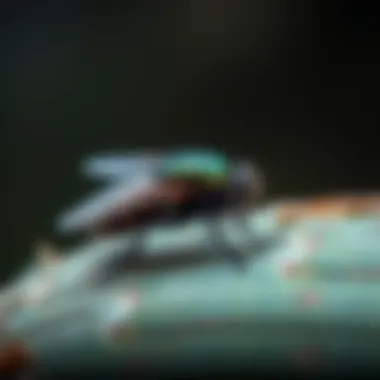 Natural remedies for pest control displayed