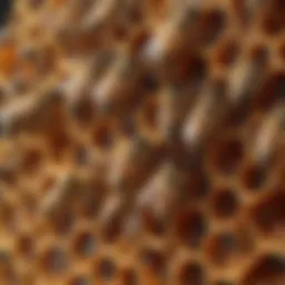 Close-up view of bees on a honeycomb