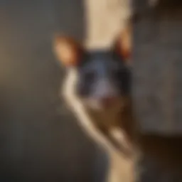 A possum peeking from behind a wall