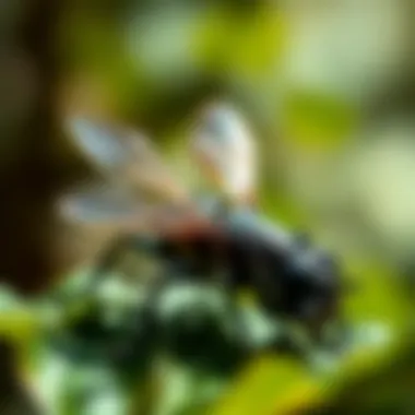 Illustration of Talstar EZ application methods