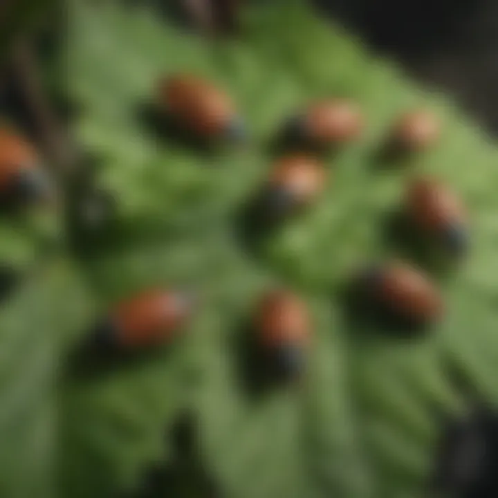 Close-up view of common garden pests on leaves