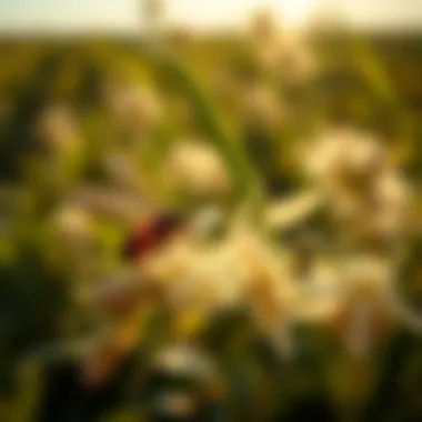 Visual representation of safety measures and environmental impact of Tengard