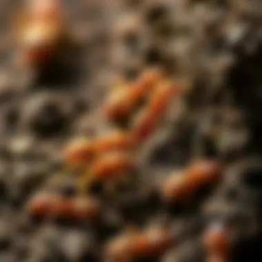 Ecological impact of termites on Montana soil