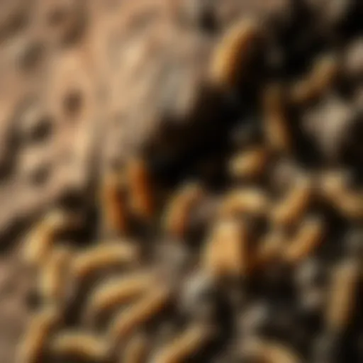 Close-up of termite activity in Montana wood