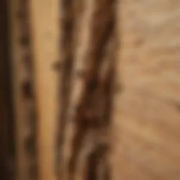 Close-up of termite damage on wood